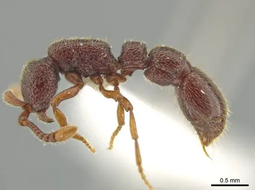 Syscia persimilis - CASENT0630852