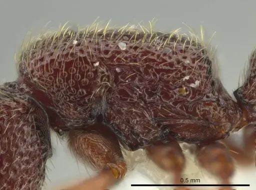 Syscia persimilis - CASENT0630852