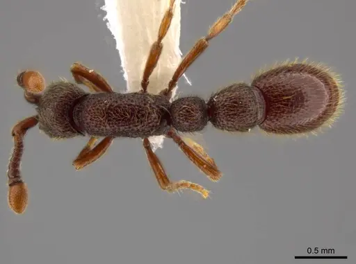 Syscia pervagata specimen