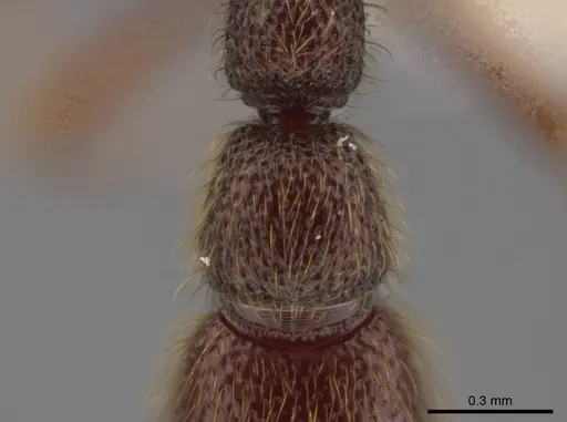 Syscia pervagata specimen