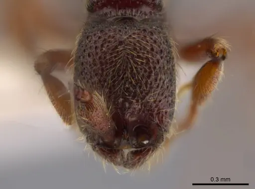 Syscia pervagata specimen