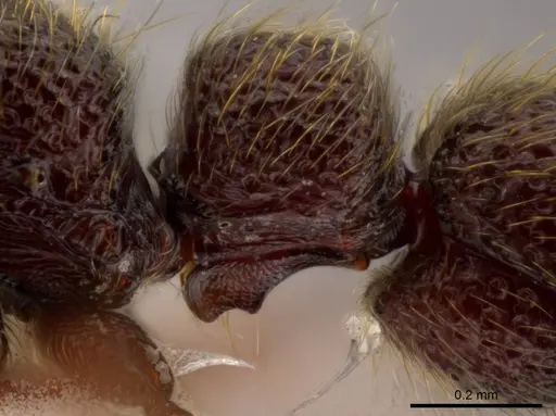 Syscia pervagata - CASENT0624212