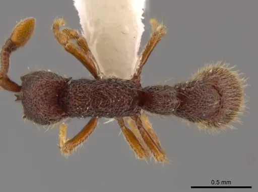 Syscia pervagata - CASENT0628999