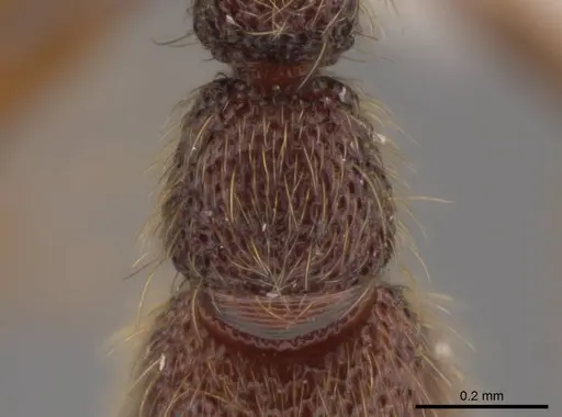 Syscia pervagata - CASENT0628999