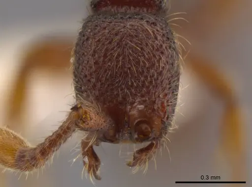 Syscia pervagata - CASENT0628999