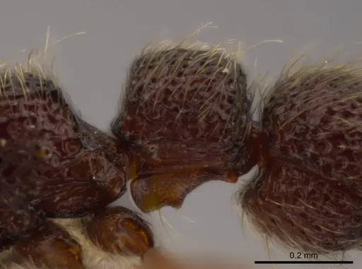 Syscia pervagata - CASENT0628999