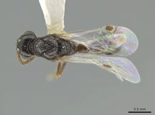 Syscia pervagata - CASENT0630840