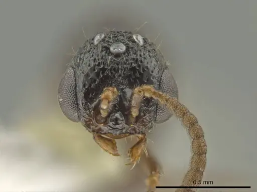 Syscia pervagata - CASENT0630840