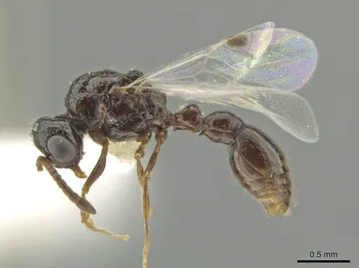 Syscia pervagata - CASENT0630840