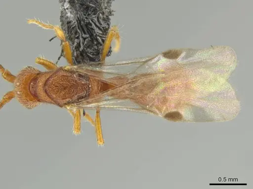 Syscia pervagata - CASENT0644017