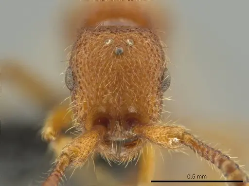 Syscia pervagata - CASENT0644017