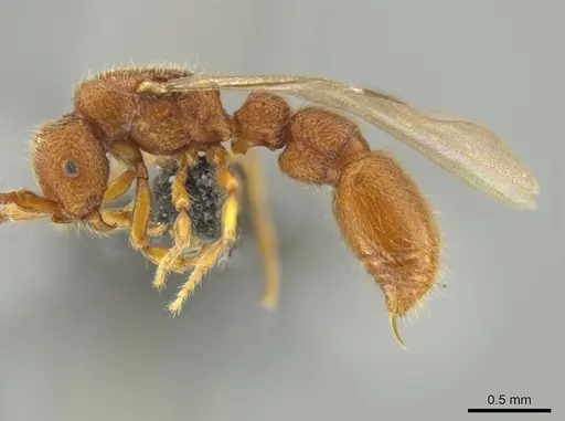 Syscia pervagata - CASENT0644017