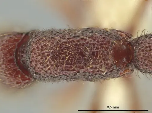 Syscia pervagata - CASENT0644356