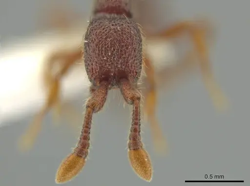 Syscia pervagata - CASENT0644356