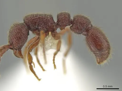 Syscia pervagata - CASENT0644356