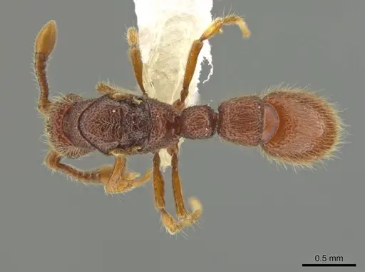 Syscia pervagata - CASENT0644423