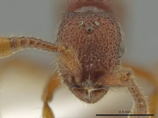 Syscia pervagata - CASENT0644423