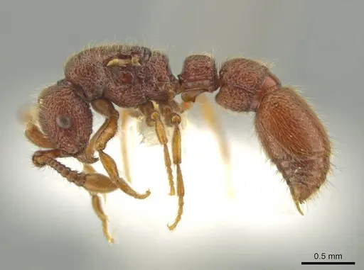 Syscia pervagata - CASENT0644423