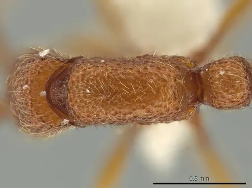 Syscia peten specimen