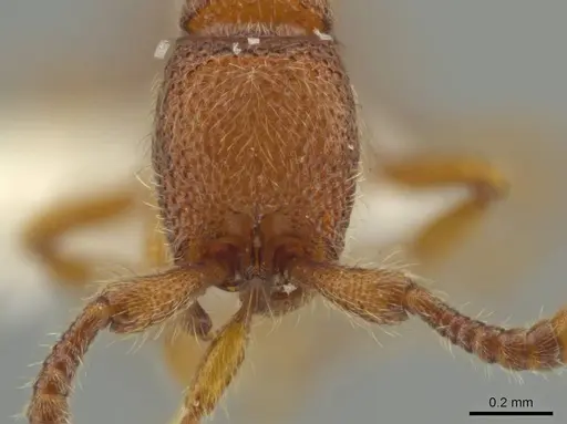 Syscia peten specimen