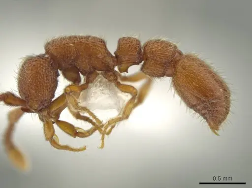 Syscia peten specimen