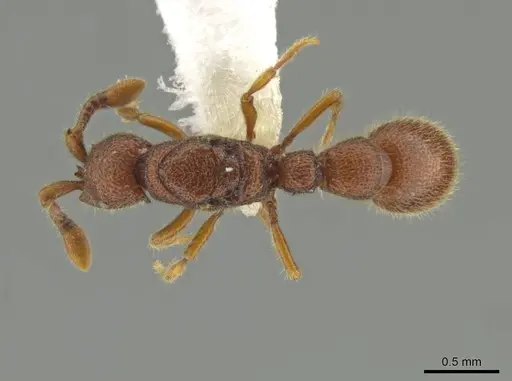 Syscia peten - CASENT0644482