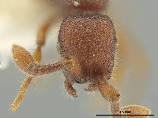 Syscia peten - CASENT0644482