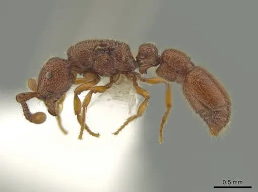 Syscia peten - CASENT0644482