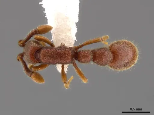 Syscia pollula specimen