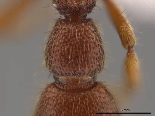 Syscia pollula specimen