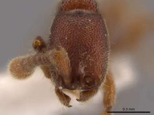 Syscia pollula specimen