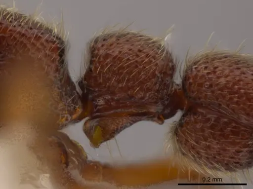 Syscia pollula - CASENT0623944