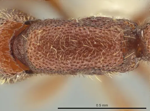 Syscia pollula - CASENT0624110