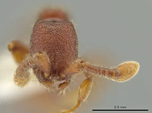 Syscia pollula - CASENT0624110