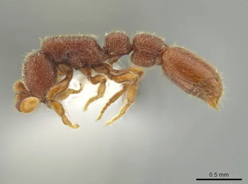 Syscia pollula - CASENT0624110