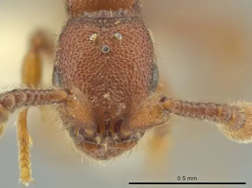 Syscia pollula - CASENT0637057