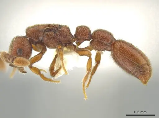 Syscia pollula - CASENT0637057