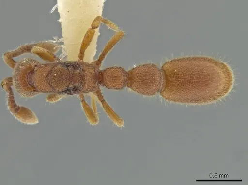 Syscia pollula - CASENT0644478