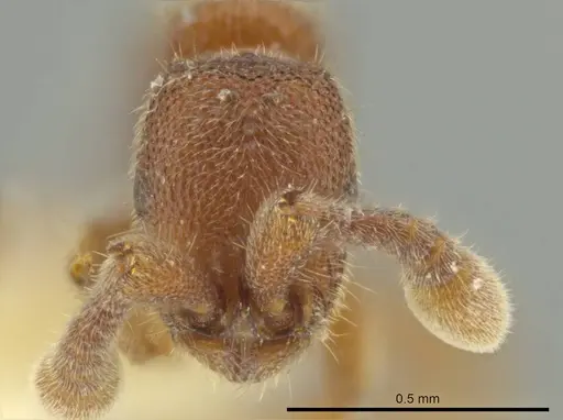 Syscia pollula - CASENT0644478