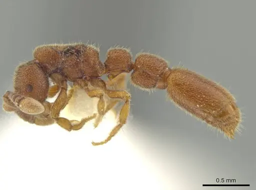 Syscia pollula - CASENT0644478