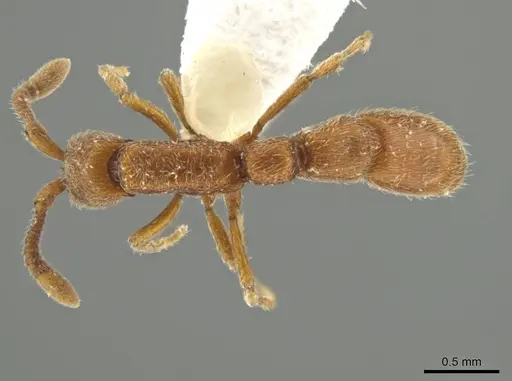 Syscia quisquilis specimen