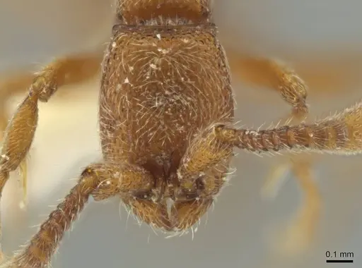 Syscia quisquilis specimen