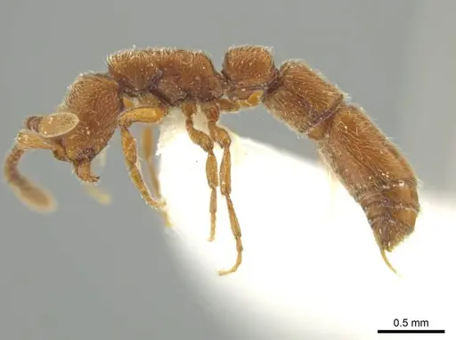 Syscia quisquilis specimen