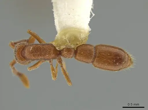 Syscia quisquilis - LACMENT365113