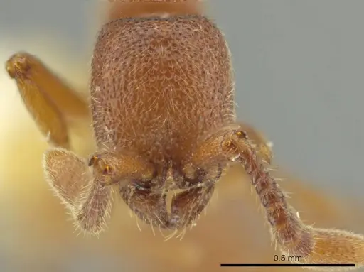 Syscia quisquilis - LACMENT365113