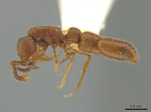 Syscia quisquilis - LACMENT365113