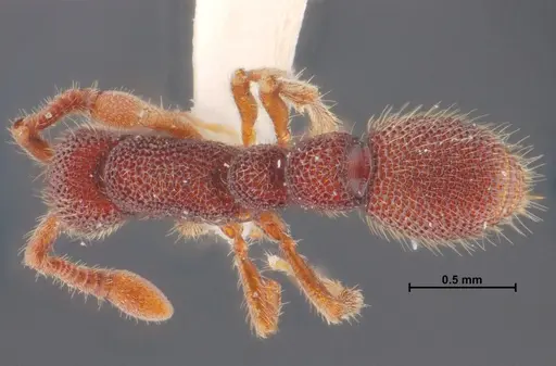 Syscia reticularis specimen