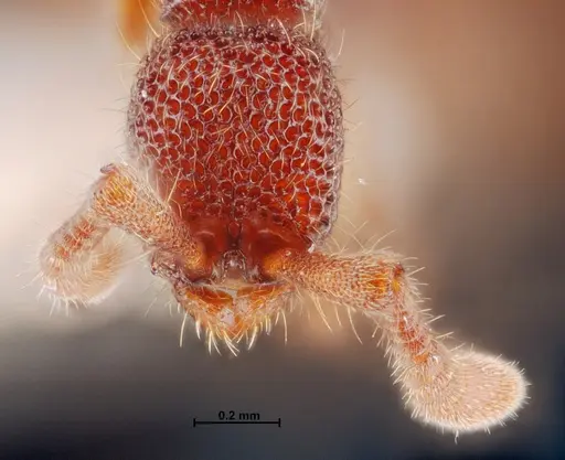 Syscia reticularis specimen