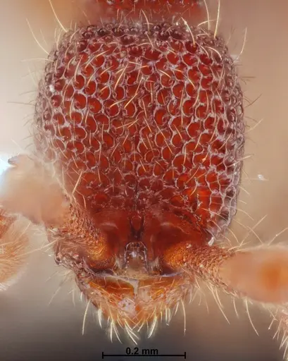 Syscia reticularis specimen