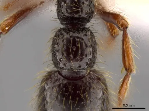 Syscia setosa specimen